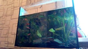 Частичная подмена воды в моём аквариуме.