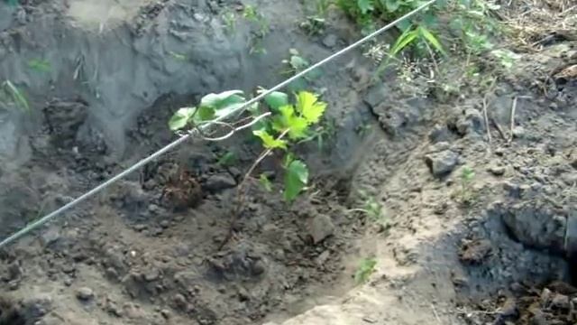 ПРОСТАЯ ПОСАДКА вегетирующего САЖЕНЦА смотреть онлайн