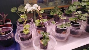 31 октября 2022г.УКОРЕНЕННЫЕ  ОСЕННИЕ СРЕЗЫ ГЕРАНЕЙ ЧЕРЕЗ МЕСЯЦ первый снег