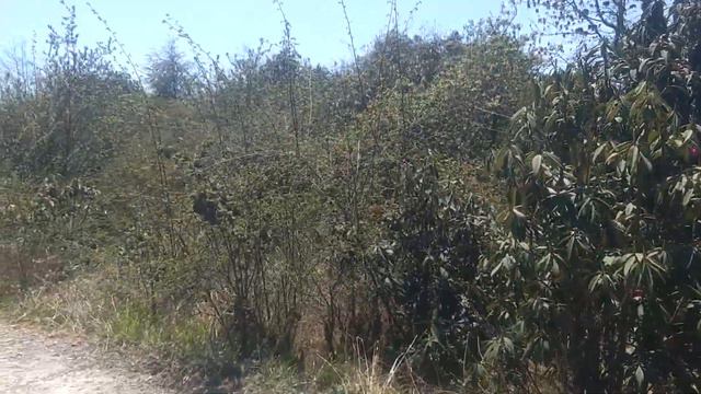 Walking through Barsey Rododendron Santuary, The Beauty of Himalaya смотреть онлайн