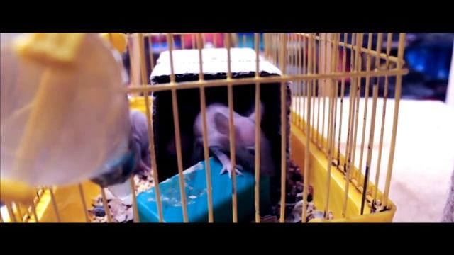 Зоомагазин "Кот и Пёс" смотреть онлайн