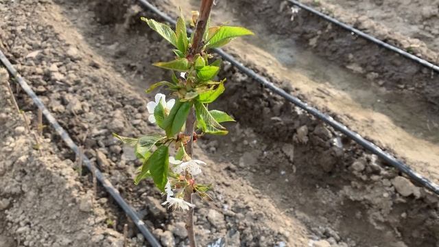 15 апреля 2021 г. смотреть онлайн