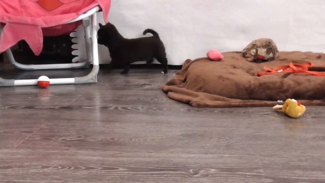 Щенки ЧИХУАХУА. 2 месяца смотреть онлайн