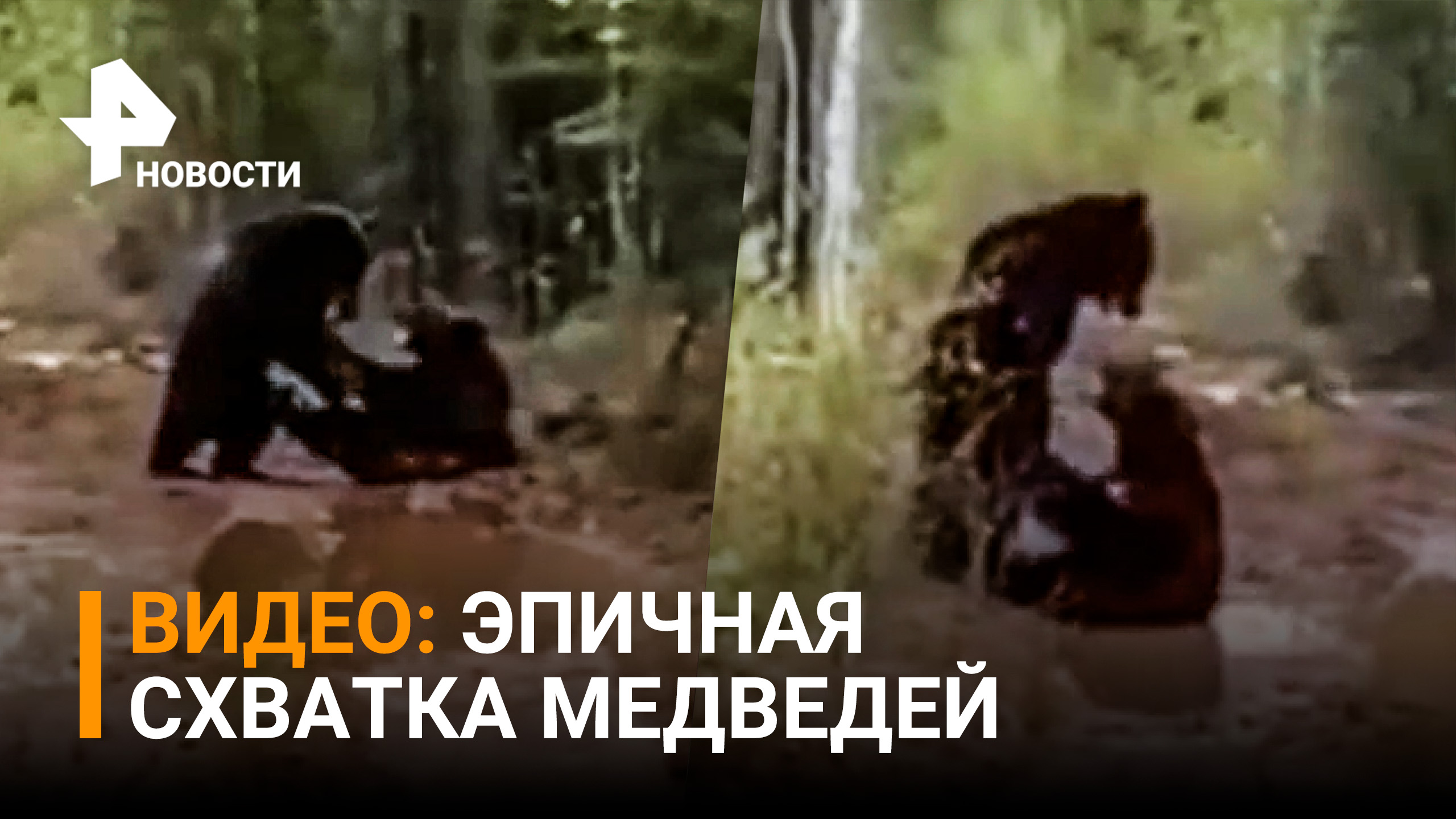 Эпичная схватка сахалинских медведей за территорию попала на видео / РЕН Новости