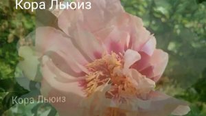 Пионы молочноцветковые: Coral Beach, Coral шарм. ИТО -гибриды: Yellow Crown, Кора Льюиз.