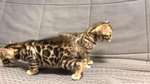 Бенгалы Котята от 0 до 2 месяцев