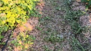 Начало плодоношения малины Соколица в 2023 году