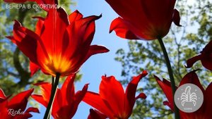 Венера в Скорпионе ♏ в натальной карте/ Венера впадает в крайности "люблю безумно - ненавижу люто".