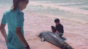 Песенка про дельфина