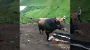 Бежта бои быков, бык Загала, Бежта, Дагестан. 2019г- 290кг