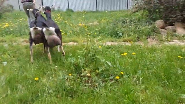 Альпийские козы Милка и Мальвина - родные сестры с разницей в два года. смотреть онлайн