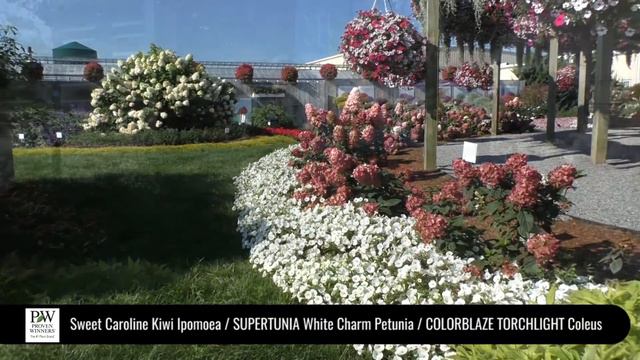 Dig Deep: Sweet Caroline Kiwi / SUPERTUNIA White Charm / COLORBLAZE TORCHLIGHT смотреть онлайн