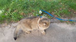 Котенок с улицы Лизюкова)