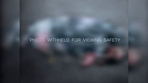 Happy Meat Farms Модификация генома Тест 043