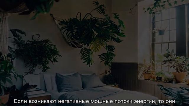 Какие комнатные цветы можно держать в спальне смотреть онлайн