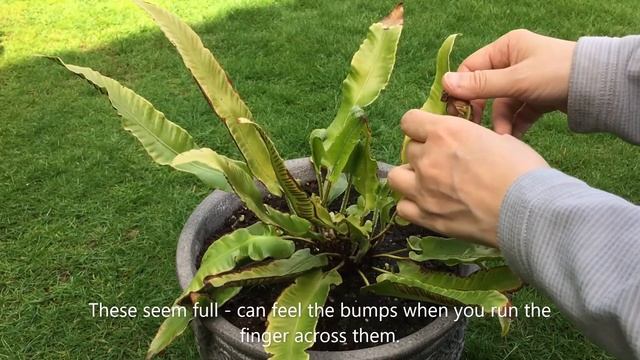 Hart's Tongue Fern (Asplenium Scolopendrium) - Fronds Uncurling May 23 смотреть онлайн