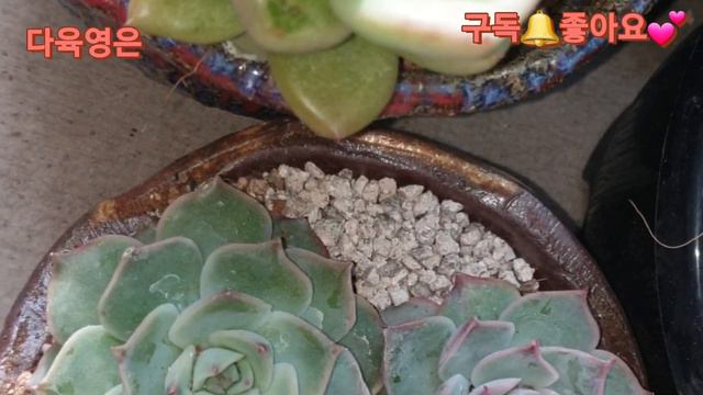 💢모란장에서 금케어다 심었네요~ смотреть онлайн