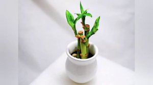 Indoor Climbing Vine Plants /Vine Plants Indoor Low Light /Best Indoor Vine Plants