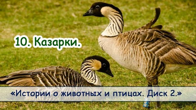 10. "Казарки" - диск "Истории о животных и птицах №2" Новые рассказы 2018. МСЦ ЕХБ смотреть онлайн