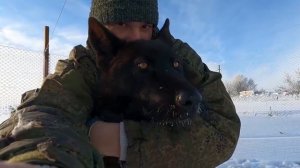 Мадиба - племянница волка Акелы с канала Black Canadian Wolf