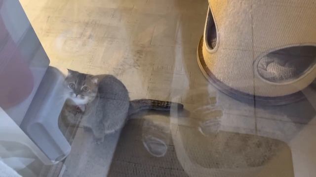 Тимошка ??и Подарок?Барни тоже здесь ??Украшаю комнату ?И еще ИГРУШКИ?Olga Kirchgessner смотреть онлайн