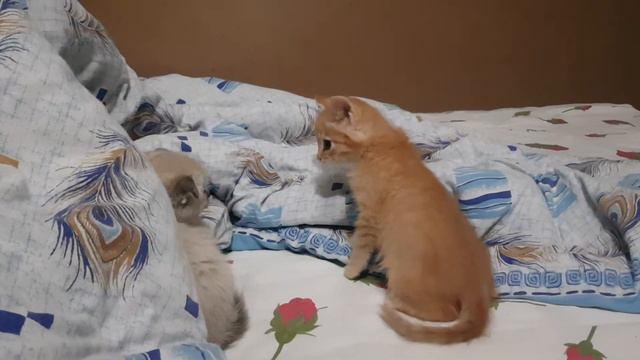 Знакомство двух котят разнополых смотреть онлайн