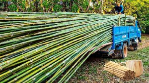 Почему бамбук — это экологичная древесина будущего?