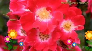 Роза почвопокровная Руж Мейяндекор. Краткий обзор, описание характеристик Rouge Meillandecor