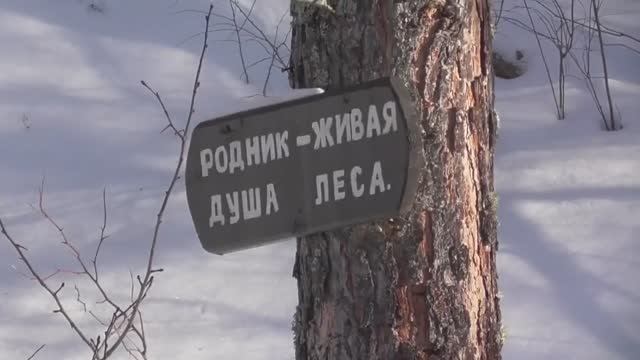 ЭТО СТОИТ УВИДЕТЬ ! Зеленая трава зимой ! тайга варяг 550 Polaris LX
