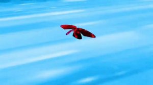 Клип "Леди баг и Супер кот" 𝙼𝚒𝚛𝚊𝚌𝚞𝚕𝚘𝚞𝚜