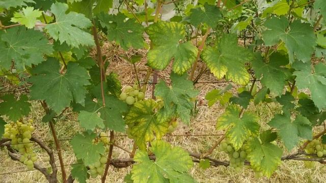 Виноград бананас, алвика, спонсор , и тп. смотреть онлайн