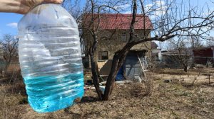 Как подготовить взрослые яблони и груши к зиме? Советы профессионала по подготовке деревьев к зиме