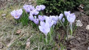 Крокусы в саду. Ранние сорта. Сайт sadovymir.ru