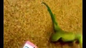 Попугай танцует электрик буги)