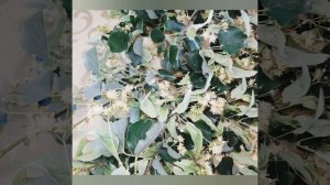 Веник из липы.Как заготовить.Полезные свойства