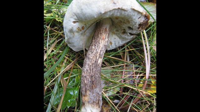 Hypomyces Chrysospermus