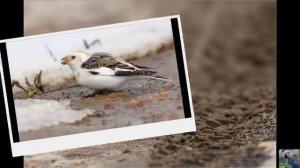 Голоса птиц : пуночка, или снежный подорожник.