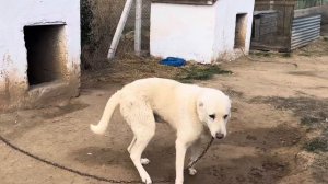 YARI KANGAL YARI AKBAŞ ~ AKGAL SİVASTAKİ BEYAZ ÇOBAN KÖPEKLERİ