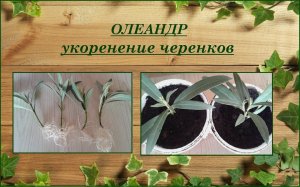 Олеандр укоренение черенков