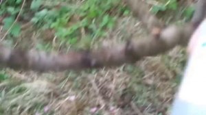 Обрезка персика: - три правила.Этот персик через 4мес.см.видео