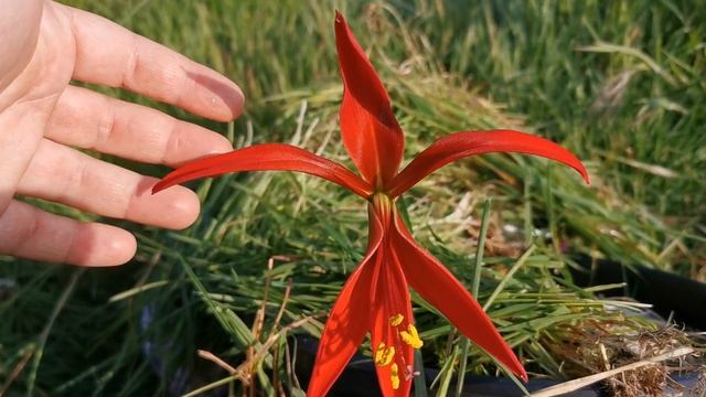 Sprekelia formosissima, the Aztec Lily aka Jacobean Lily aka Orchid Lily. Cultivation and care in U смотреть онлайн