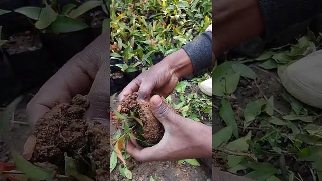 Best growing Syzygium plants?? roots 45 days