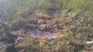 Зарубились с пацанами,что в болото прыгнем сами...И обратно возвратимся.Мы болота не боимся.#пранк