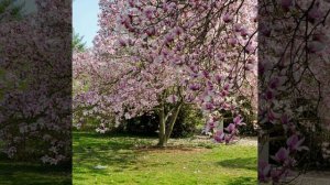 Наша планета - Земля! Степанова Н.Л. ШКИДСОЗВЕЗДИЕ Автор стихов_ Дробышева Н.С