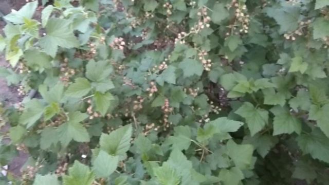 Хочешь чтоб смородина плодоносила обильно,сделай так.