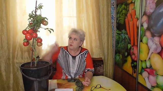Сколько кустов томатов нужно одной семье? Ольга Чернова. смотреть онлайн