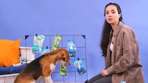 Как научить собаку команде Пока-Пока? Учим собаку прощаться! Дрессировка собак в рубрике "Дай лапу!