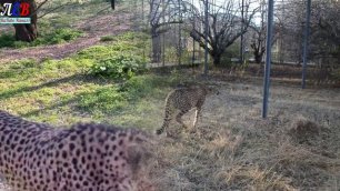 Леопарды, Гепарды и другие животные Тайгана!