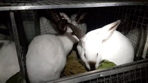 Кролики поедают амарант