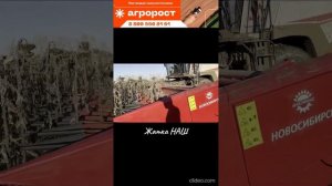 Жатки для уборки подсолнечника. Жатка Наш - обзор работа в действии.